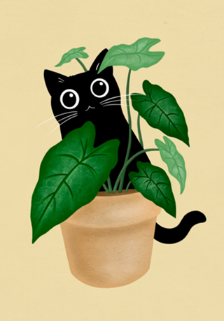 Black Cat