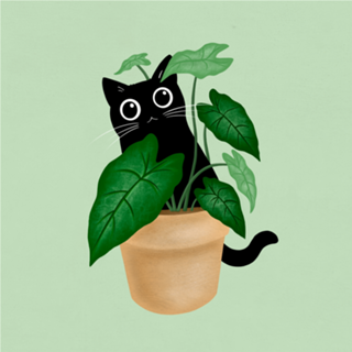 Black Cat II