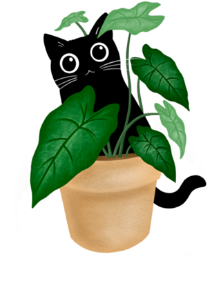 Black Cat II