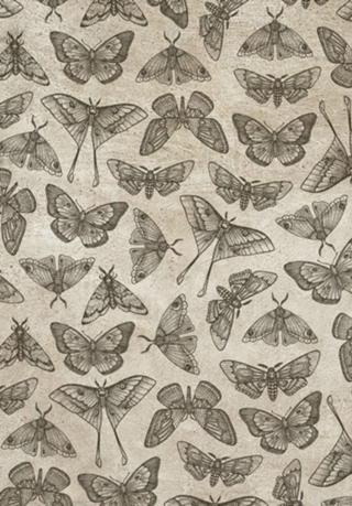 Lepidoptera Beige