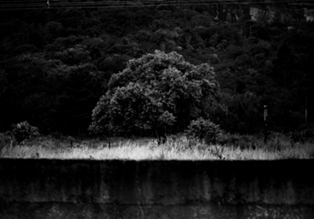 Árvore Solitária na beira da Estrada