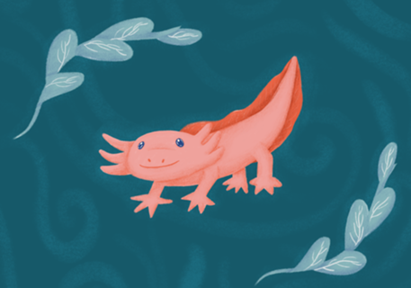 Axolote