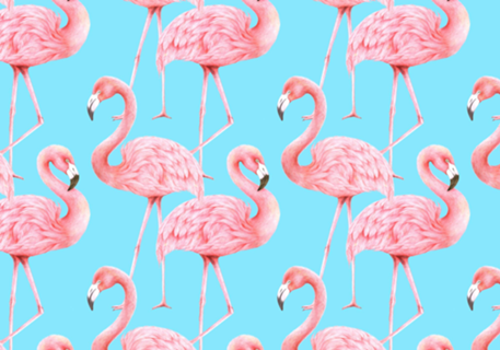 Flamingos