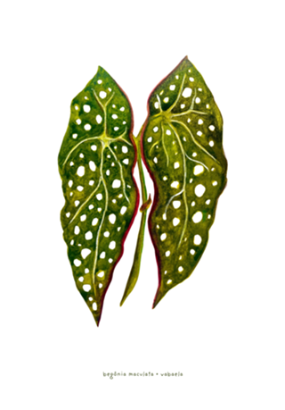 Begônia maculata