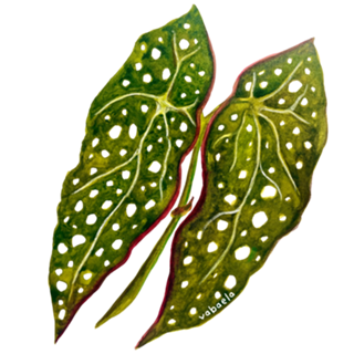Begônia maculata