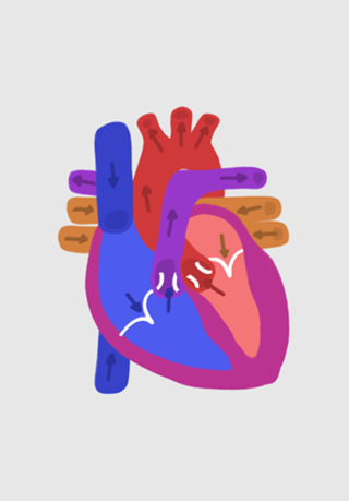 Anatomia do coração