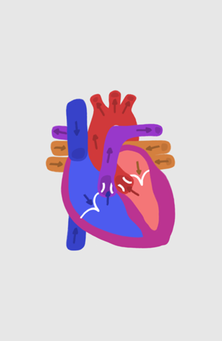 Anatomia do coração