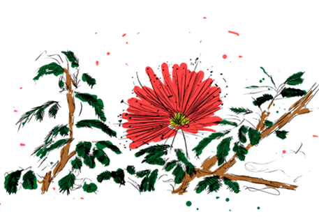 CALIANDRA DO CERRADO