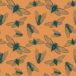 Cicadas- Marinho e Laranja