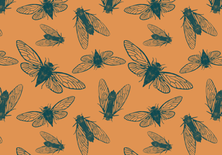 Cicadas- Marinho e Laranja
