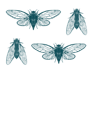Cicadas- Marinho e Laranja
