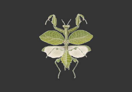Mantis