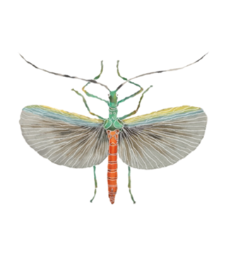 Fly