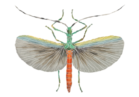 Fly