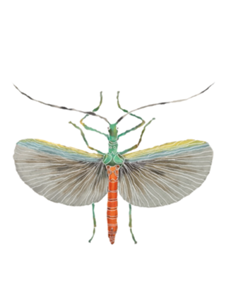 Fly