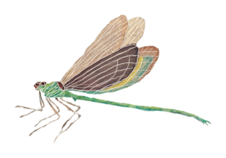 Dragon fly
