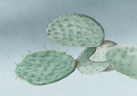 Cactos, ilustração, aquarela, arte.