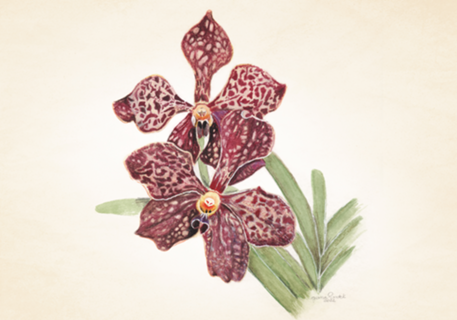 Vanda Orquídea
