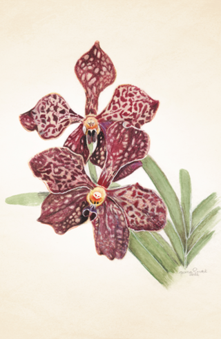 Vanda Orquídea