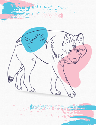The wolf
