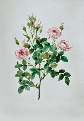 Pintura Flor Vintage
