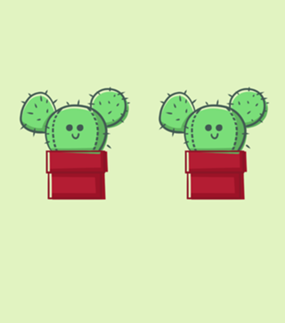 Cactus family - Pet