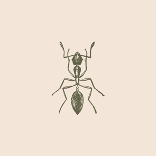 Creme & Verde - Formiga II