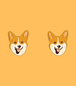 Corgi Dog