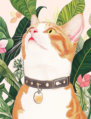 Gato Selvagem e Elegante