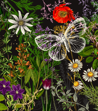 AROMAS
