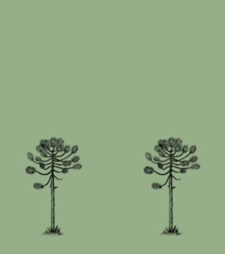 Araucária II
