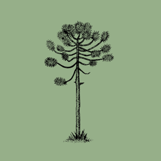 Araucária II