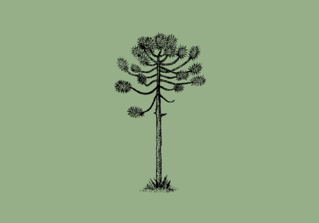 Araucária II
