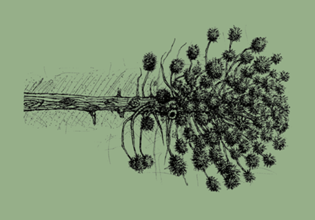Araucaria angustifolia II