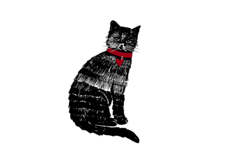 Gato preto