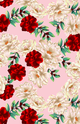Red and pink Rose