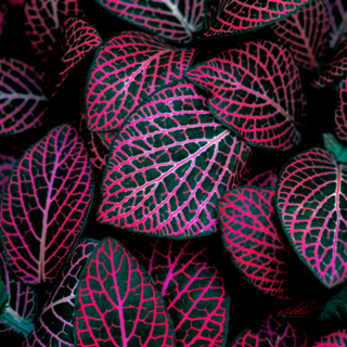 Purple plant II
