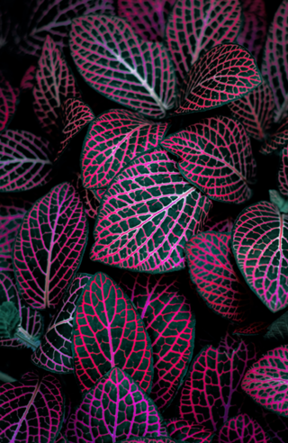 Purple plant II