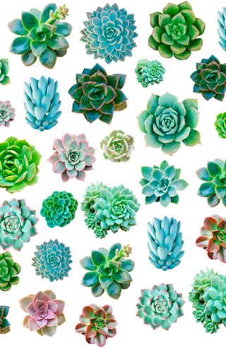 Planta suculenta
