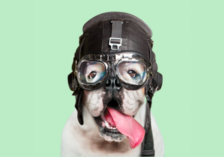 Pilot Dog