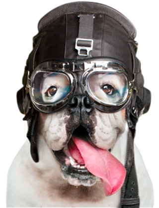 Pilot Dog