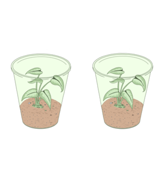 Plantas em copo