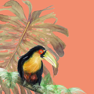 Tucano