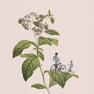 Botanical cycling