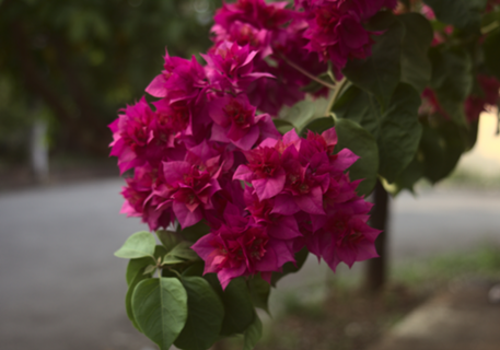 Flor Primavera