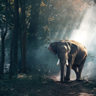 Elefante