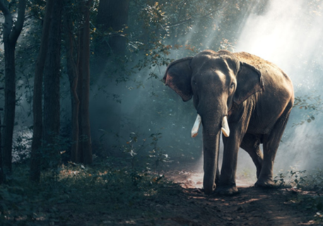 Elefante