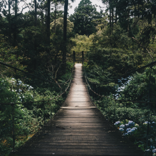 Passarela na Floresta