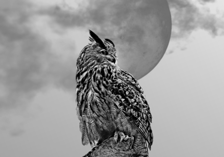 Coruja e lua 2