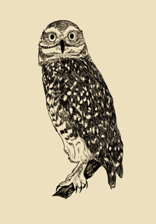 Coruja